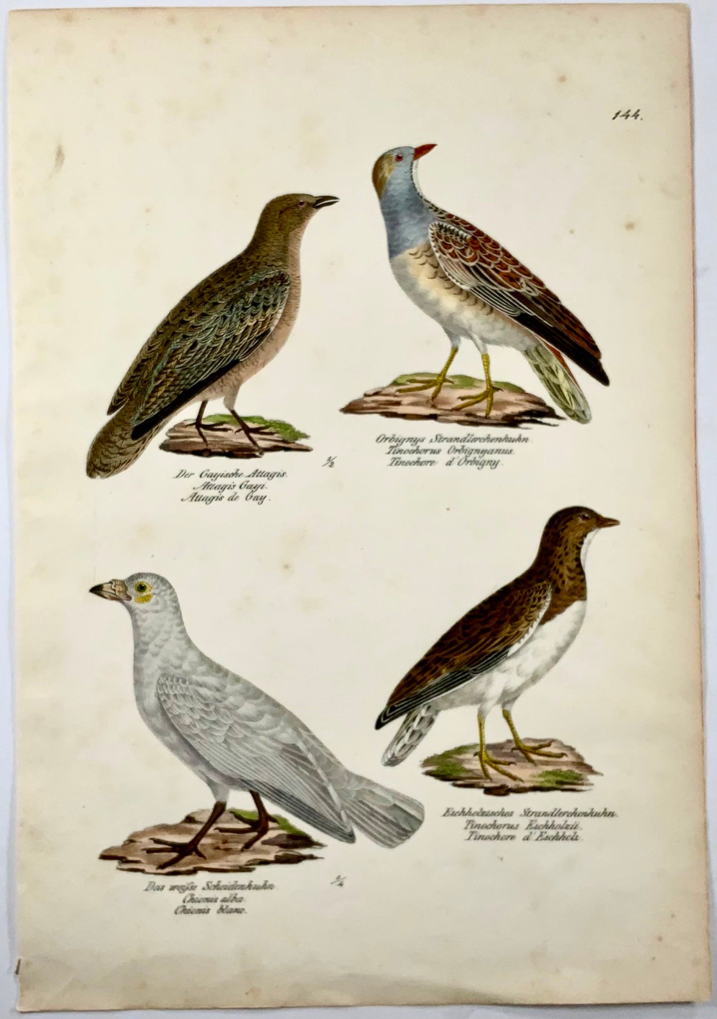 1830 Seedsnipes, ornitologia, litografia in folio colorata a mano di Brodtmann