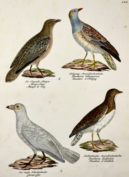 1830 Seedsnipes, ornitologia, litografia in folio colorata a mano di Brodtmann