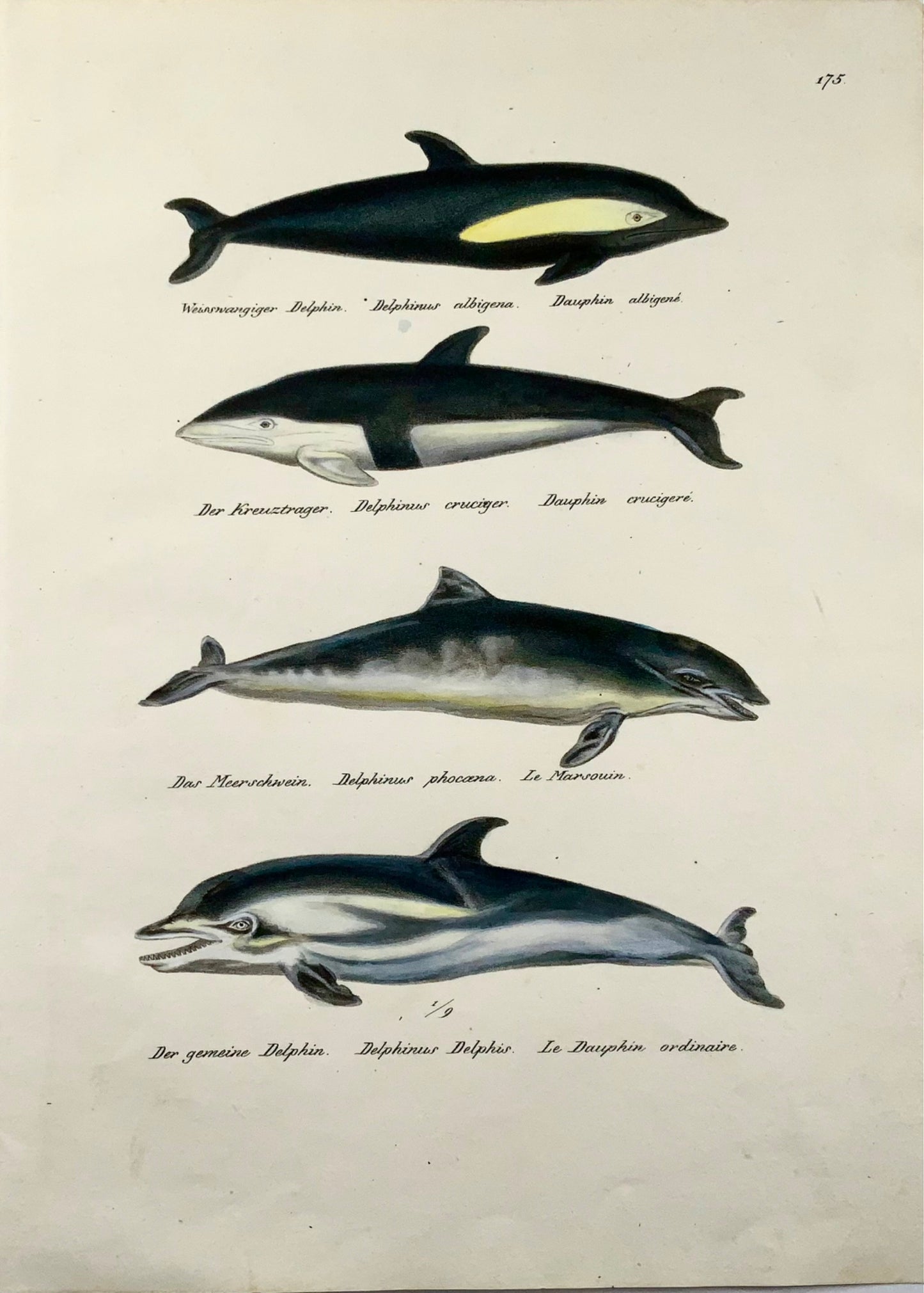 1824 Delfini, mammiferi, KJ Brodtmann, litografia in folio colorata a mano