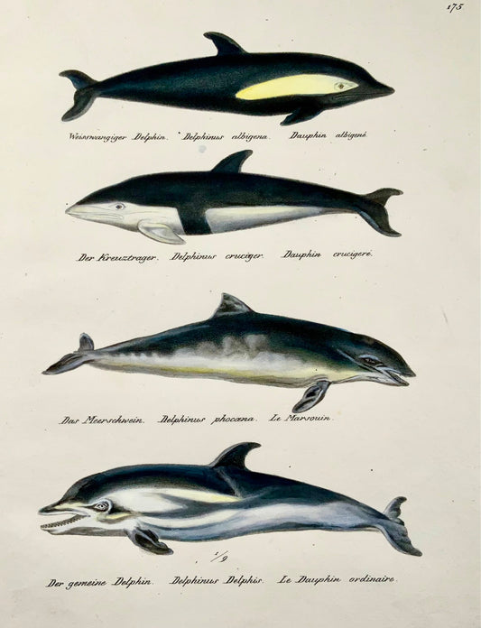 1824 Delfini, mammiferi, KJ Brodtmann, litografia in folio colorata a mano