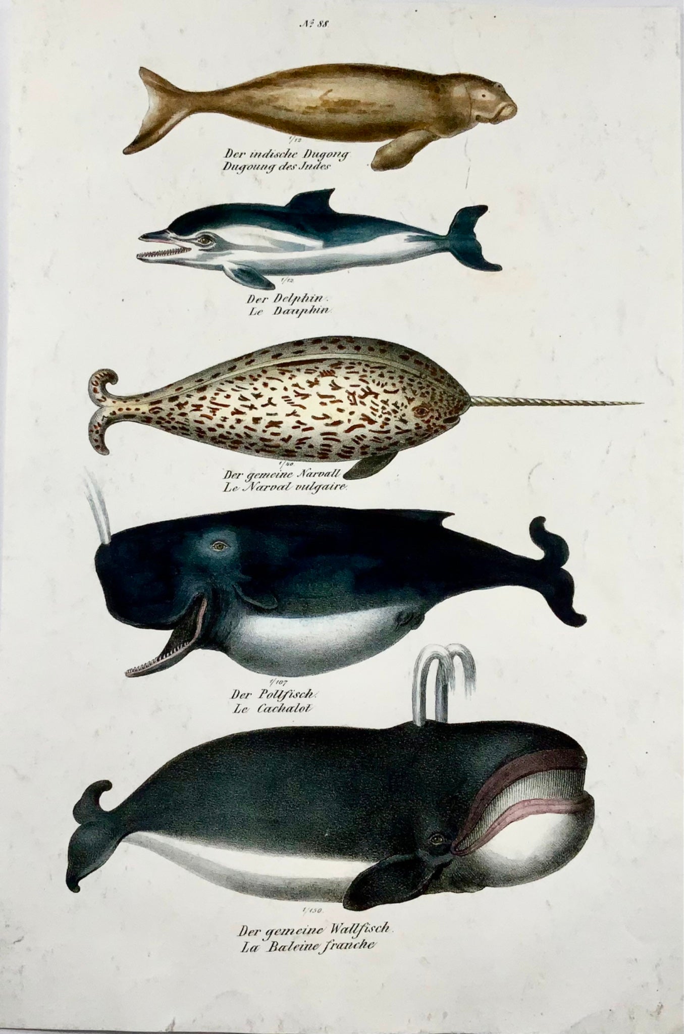 1824 Delfini, balene, mammiferi, KJ Brodtmann, litografia in folio colorata a mano