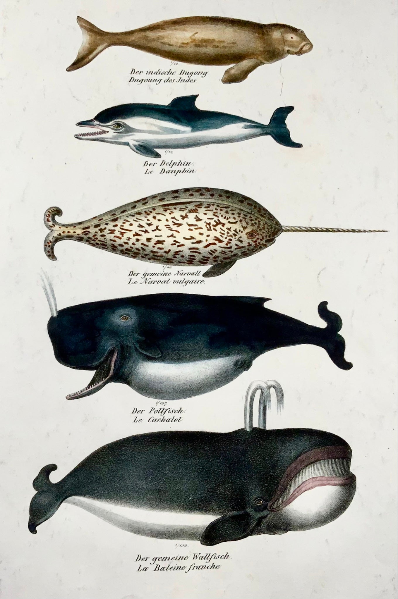 1824 Delfini, balene, mammiferi, KJ Brodtmann, litografia in folio colorata a mano