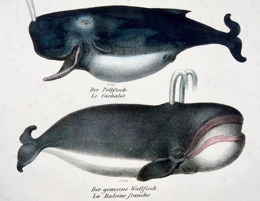 1824 Dolphins, Whales, mammals, K.J. Brodtmann, hand coloured folio lithograph