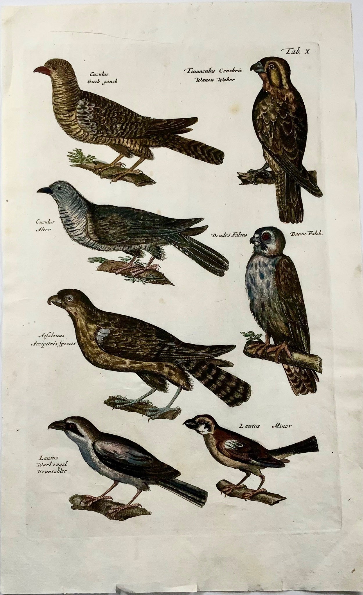 1657 Coucou, Faucon, Hobby, Pie-grièche, oiseaux, Merian, folio, gravure colorée à la main