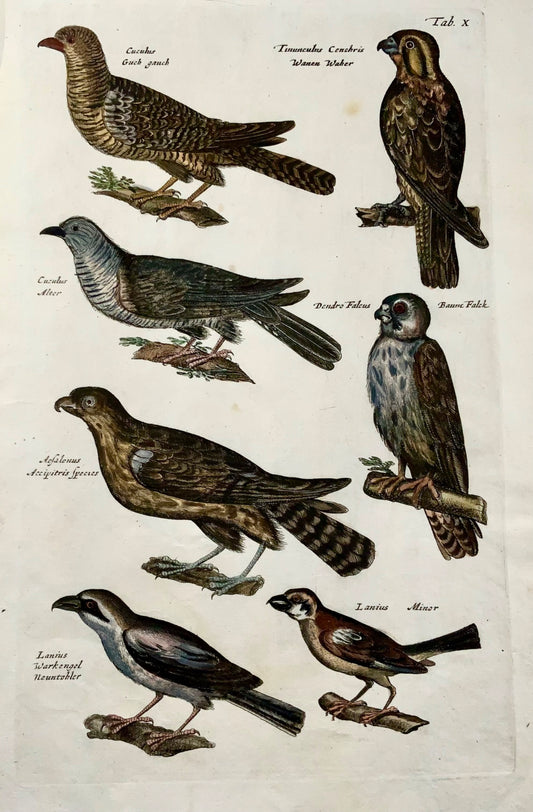 1657 Cuculo, Falco, Hobby, Averla, uccelli, Merian, folio, incisione colorata a mano