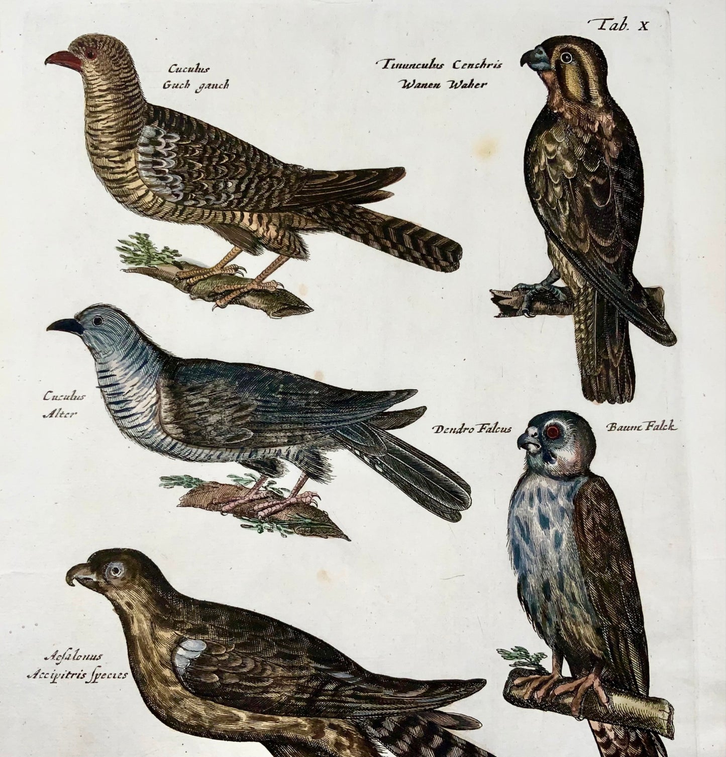 1657 Cuckoo, Falcon, Hobby, Shrike,birds, Merian, folio, hand coloured engraving