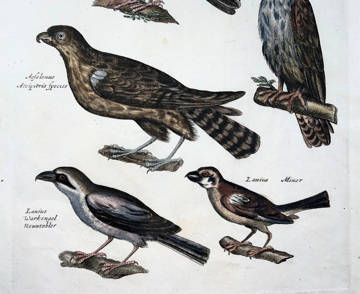 1657 Coucou, Faucon, Hobby, Pie-grièche, oiseaux, Merian, folio, gravure colorée à la main