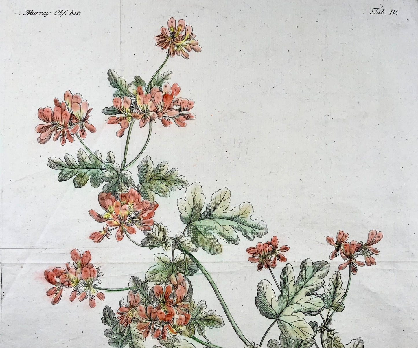 1785 Vessie Senna, grand in-folio, JG Sturm pour Johan Andreas Murray, botanique
