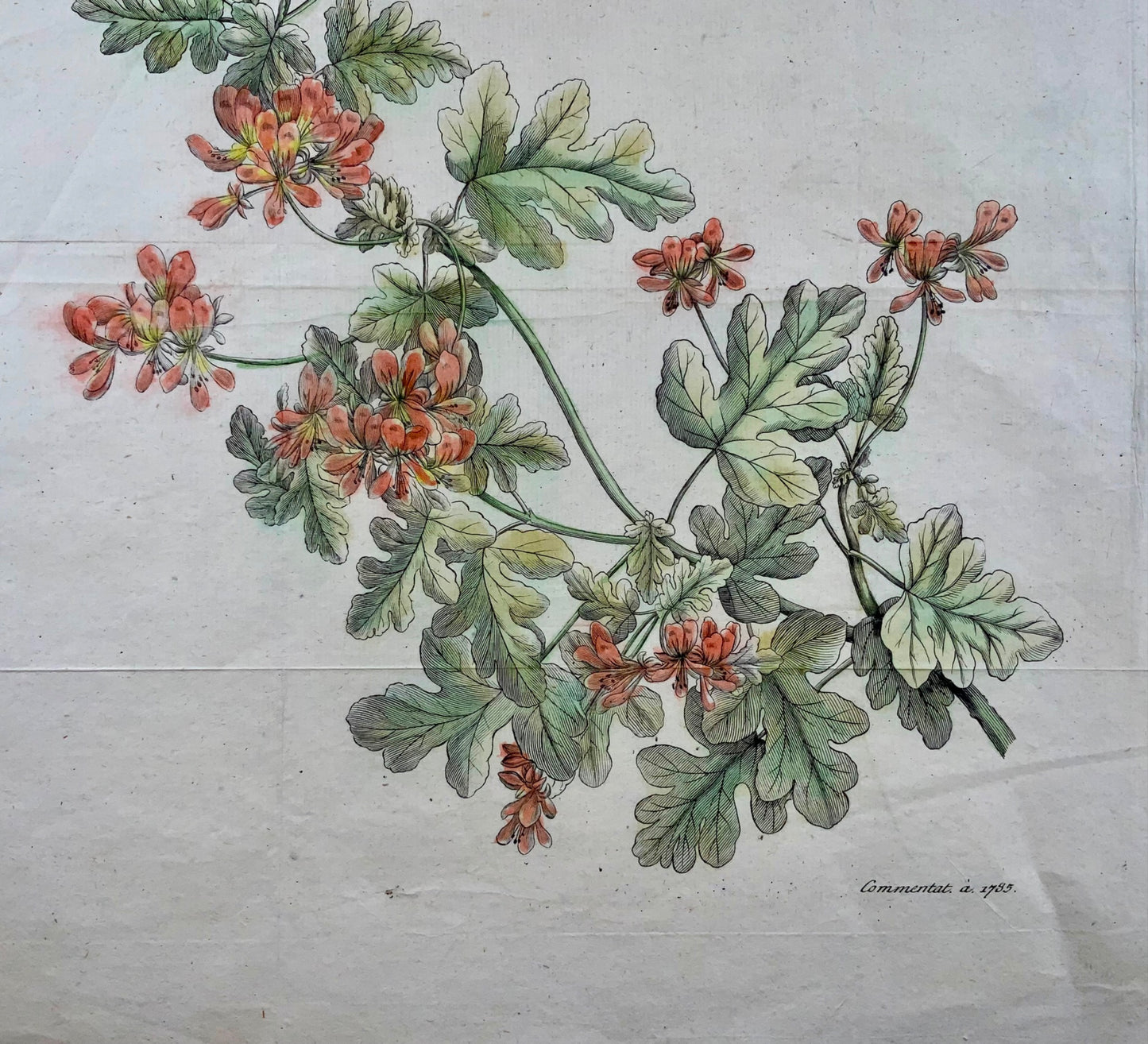 1785 Vessie Senna, grand in-folio, JG Sturm pour Johan Andreas Murray, botanique