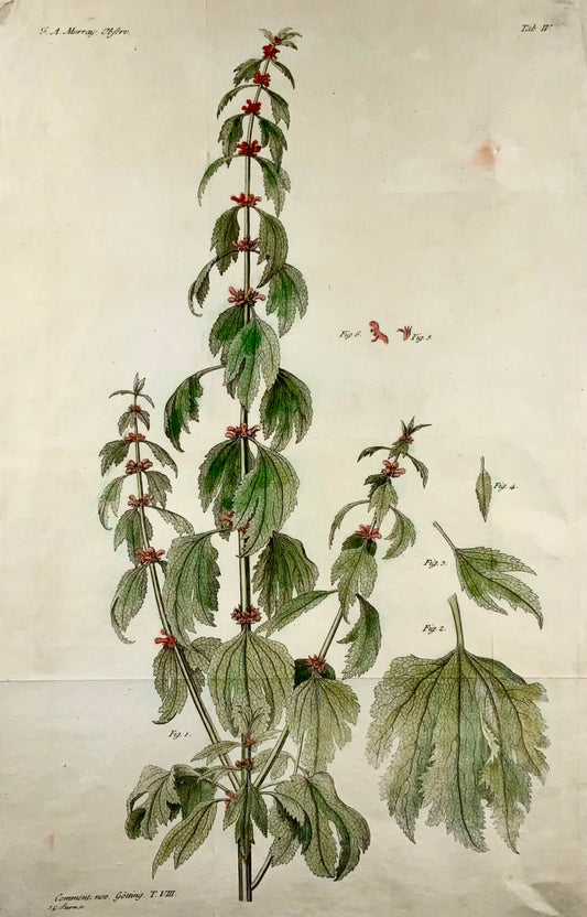 1777 Ortica, botanica, grande foglio, JG Sturm per Johan Andreas Murray