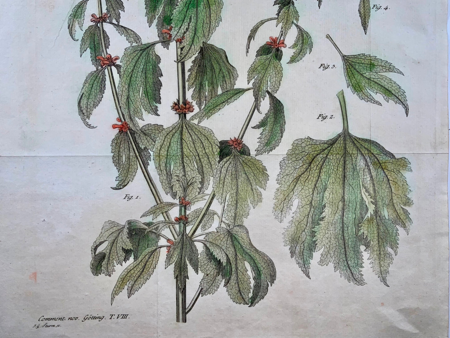 1777 Ortie, botanique, grand in-folio, JG Sturm pour Johan Andreas Murray