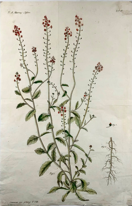 1777 Verbascum, botany, large folio, J. G. Sturm for Johan Andreas Murray