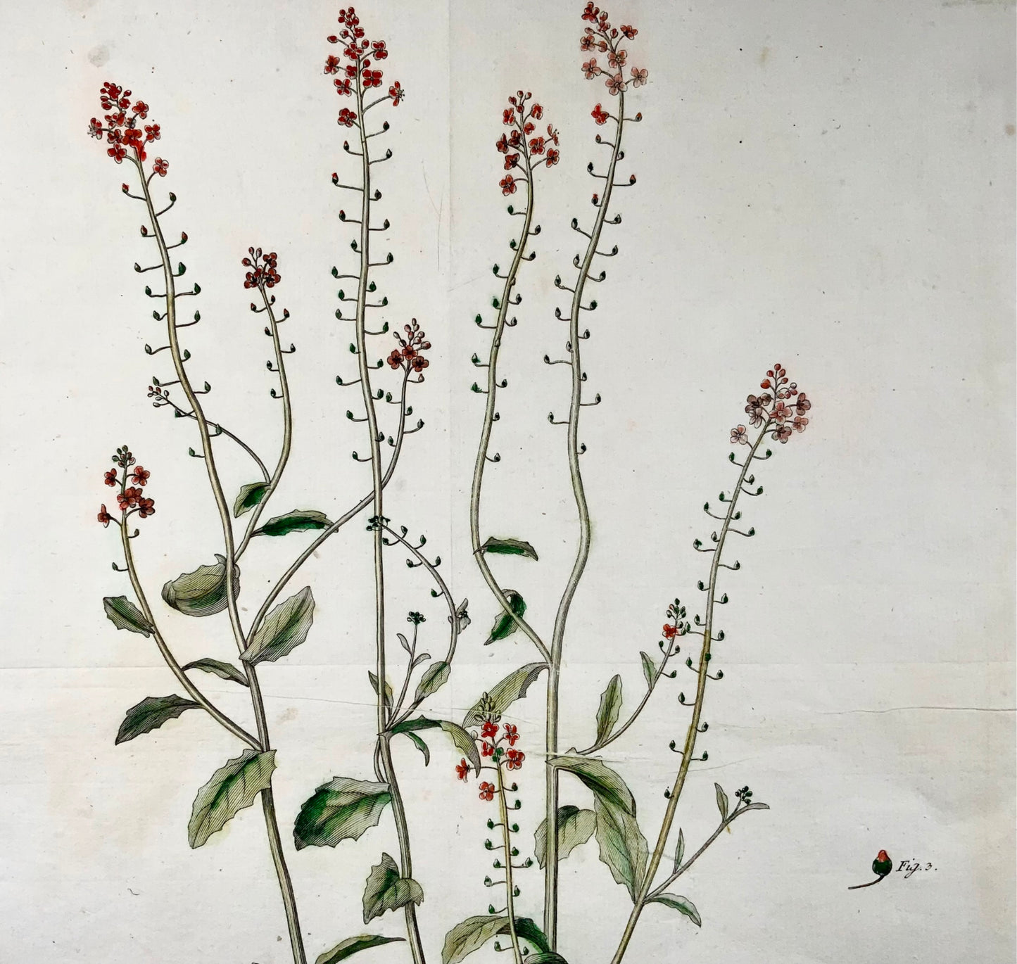 1777 Verbascum, botanica, foglio grande, JG Sturm per Johan Andreas Murray