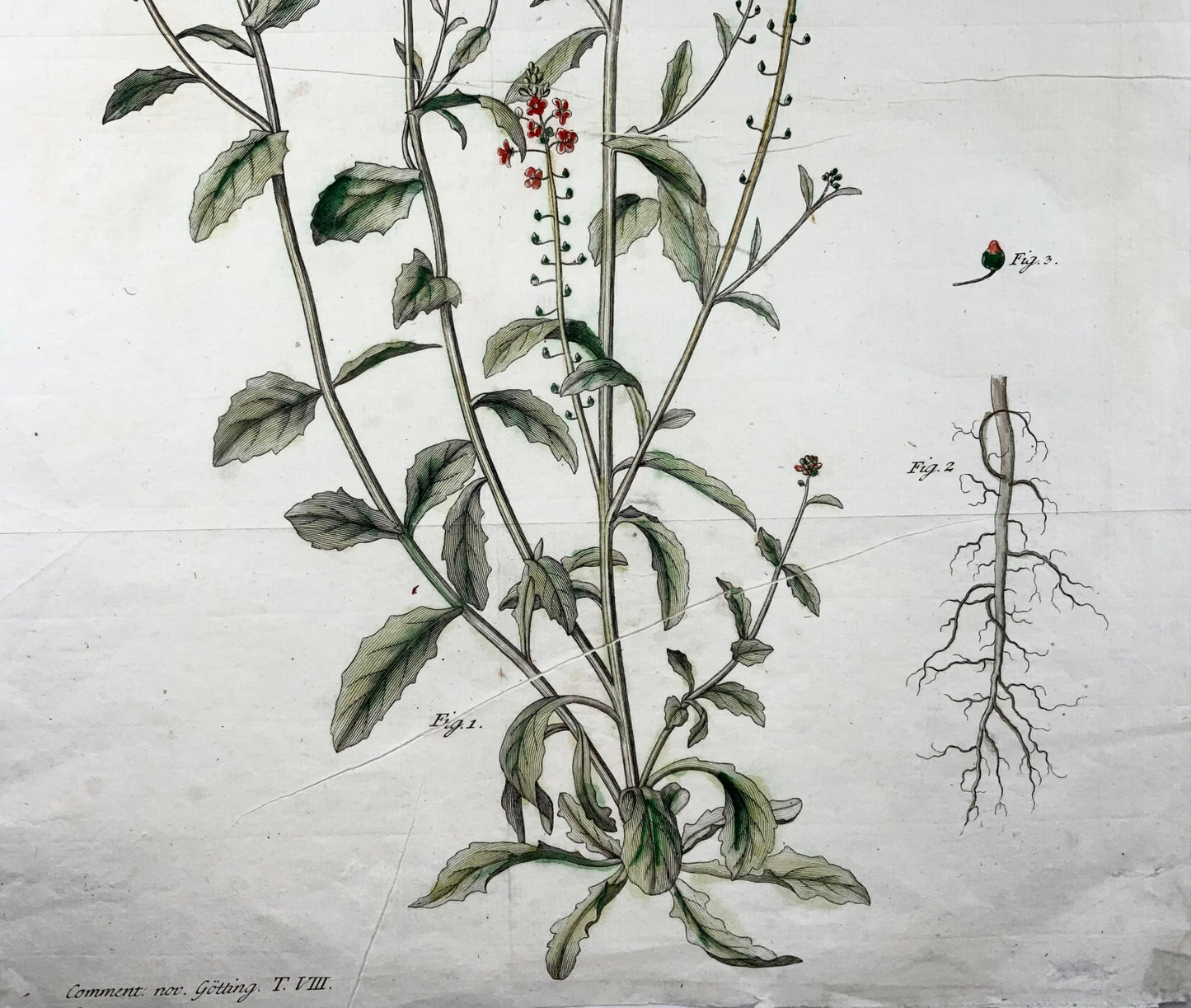 1777 Verbascum, botanica, foglio grande, JG Sturm per Johan Andreas Murray