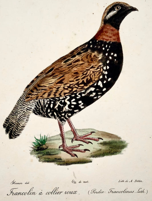 1820 Francoline, secondo Werner di Belin, litografia su pietra, uccelli. colore della mano