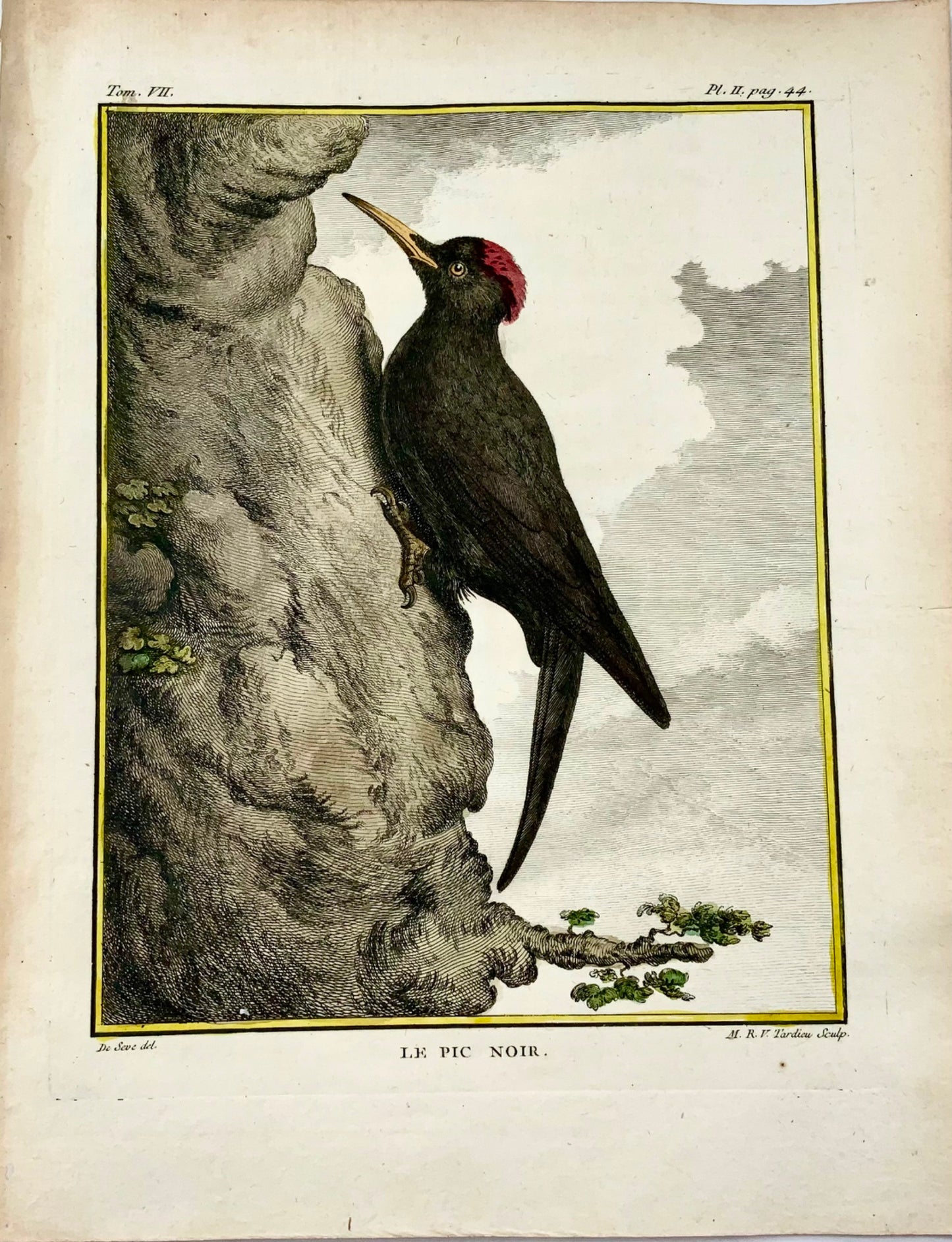 1771 Picchio nero, De Seve, ornitologia, edizione grande in quarto, incisione 