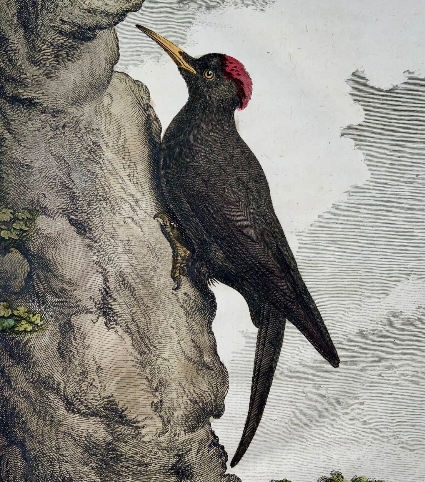 1771 Picchio nero, De Seve, ornitologia, edizione grande in quarto, incisione 