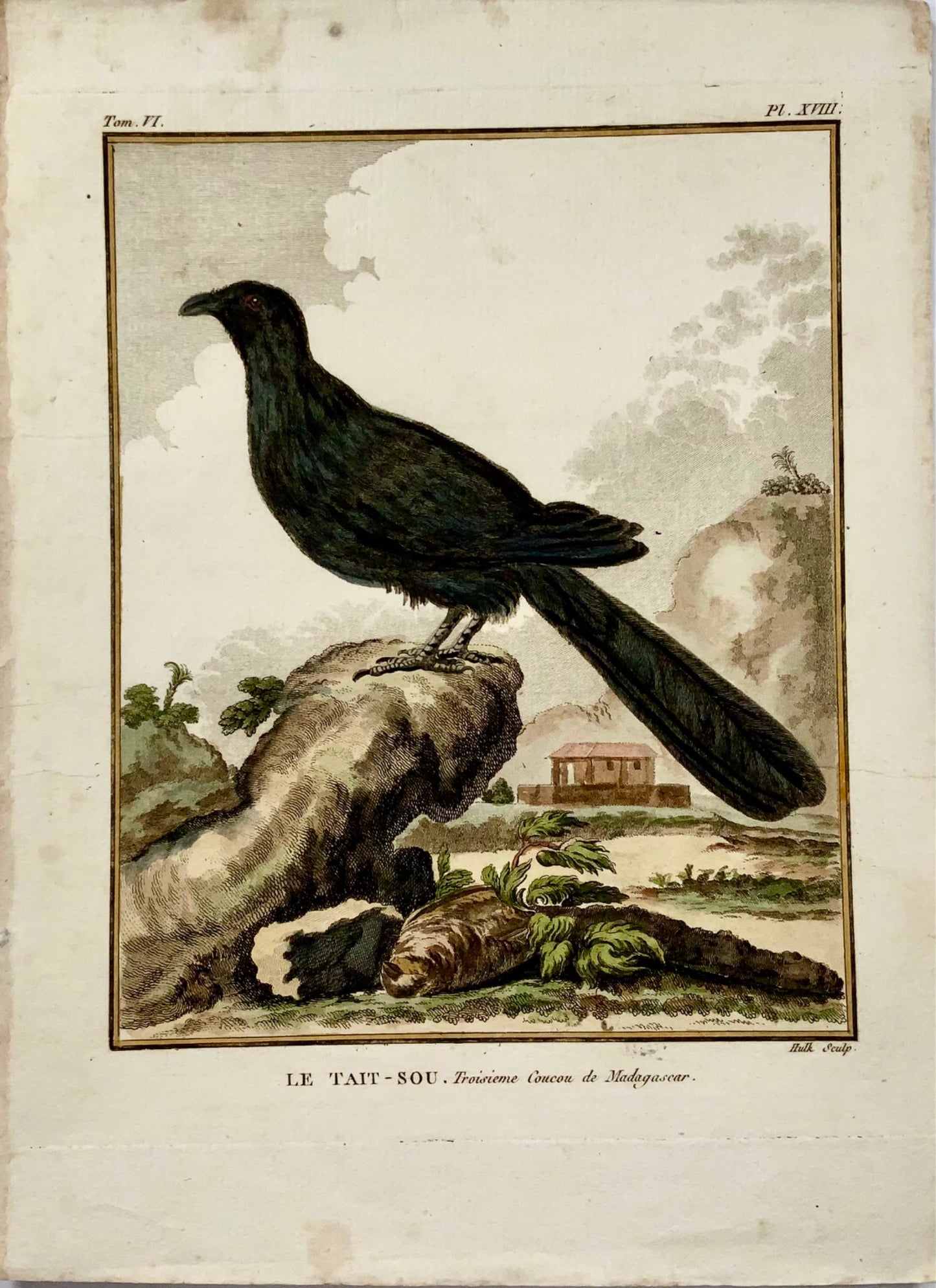 1779 Exotic Cuckoo, ornithology, 4to large edition, hand coloured engraving