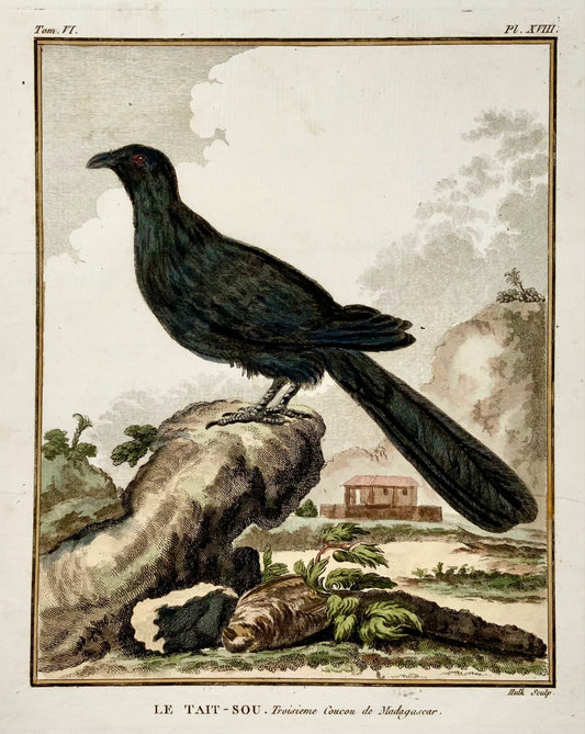 1779 Coucou exotique, ornithologie, grande édition in-4, gravure coloriée à la main