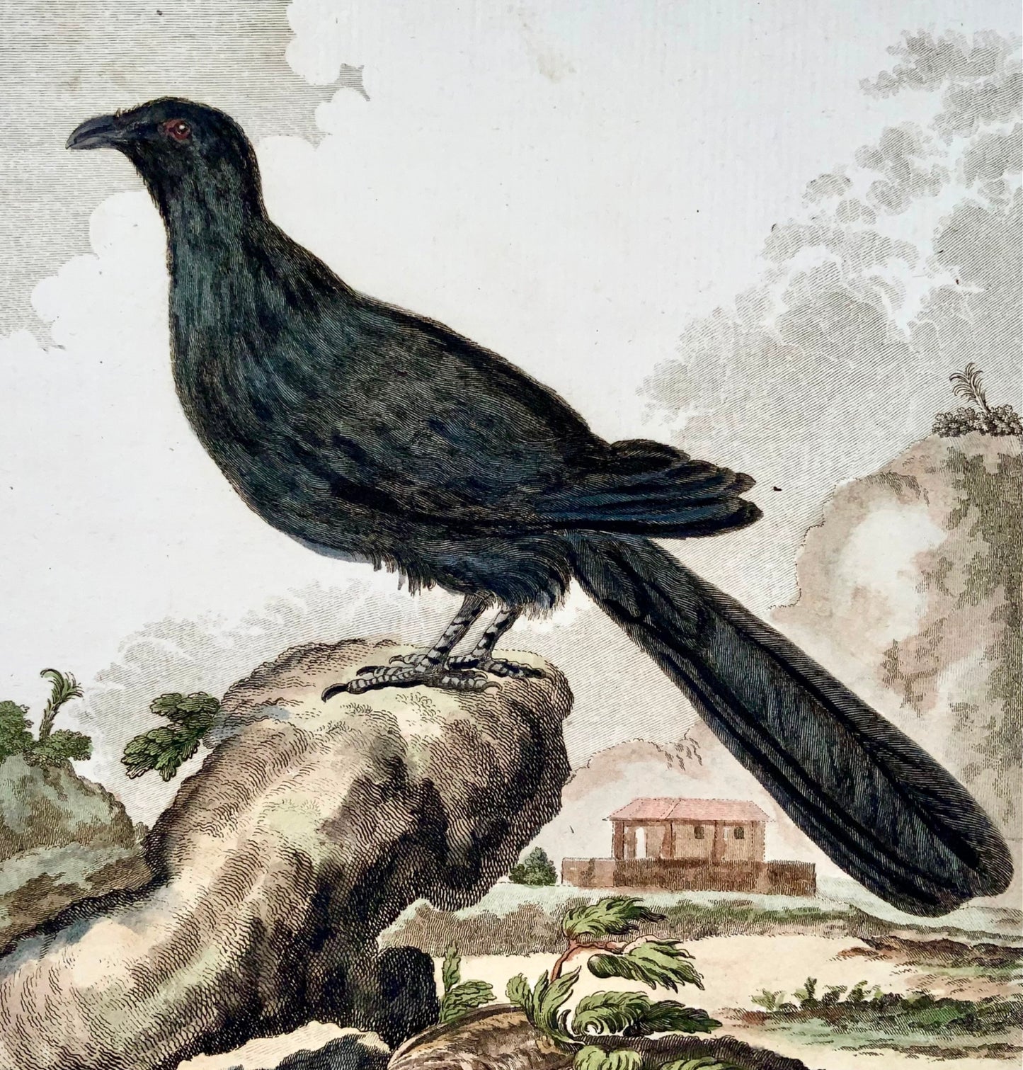 1779 Cuculo esotico, ornitologia, edizione da 4 a grande, incisione colorata a mano