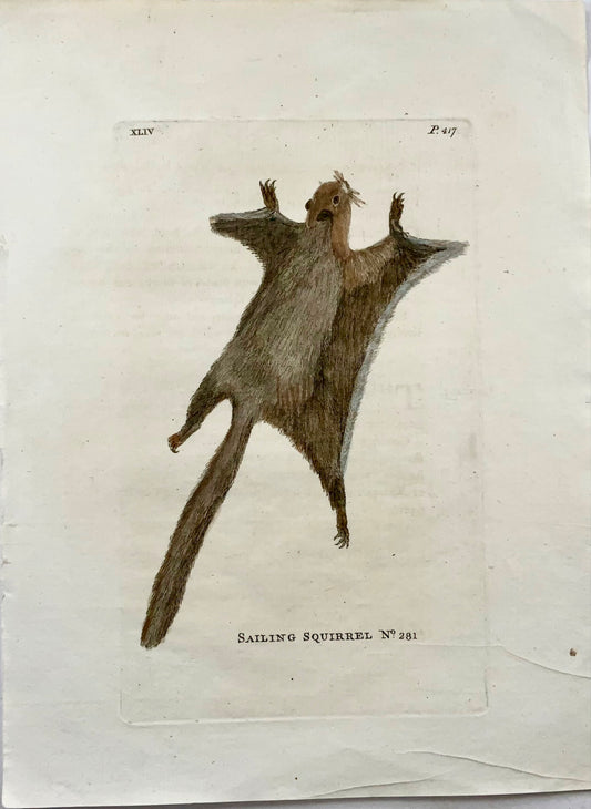 1777 Écureuil volant, Th. Fanion, Quarto, coloré à la main, mammifère