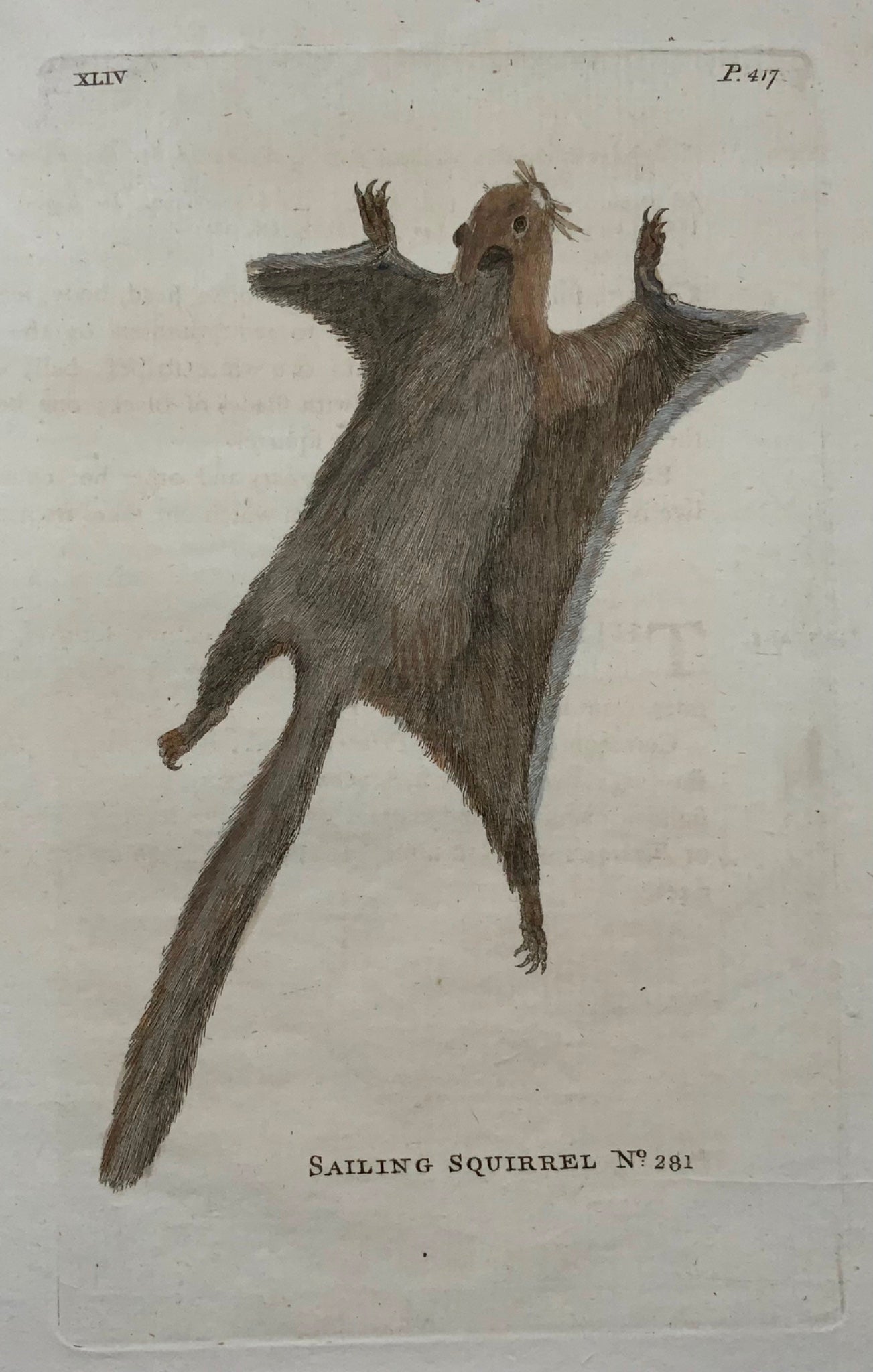 1777 Flying Squirrel, Th. Pennant, Quarto, hand coloured, mammal