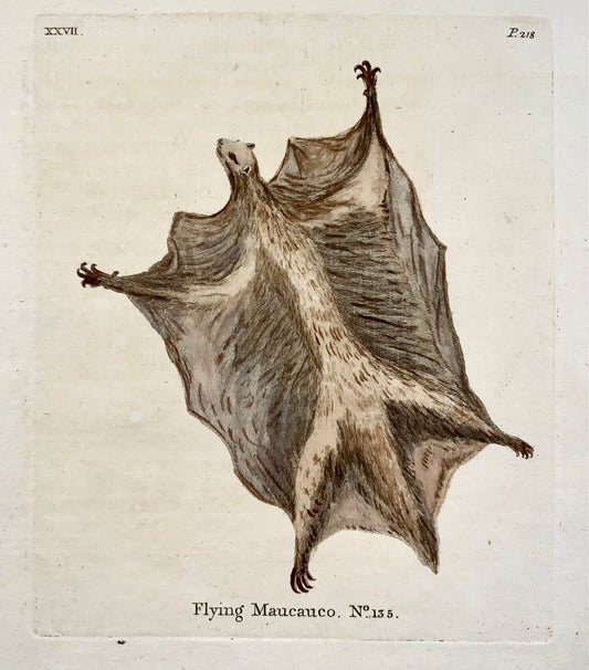 1777 Lémurien volant, Th. Fanion, Quarto, coloré à la main, mammifère