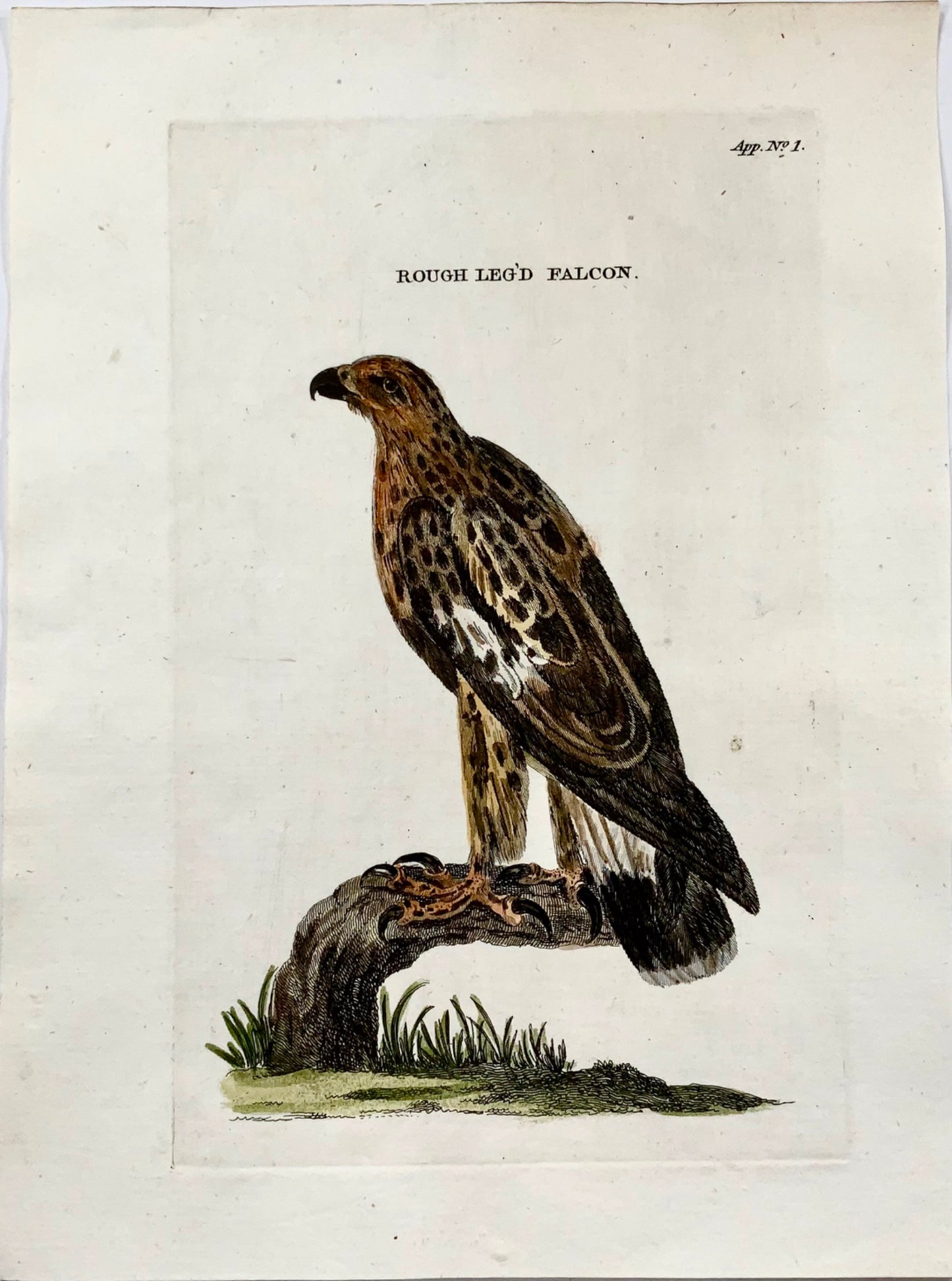 1777 Falco, Th. Gagliardetto, Quarto, colorato a mano, ornitologia