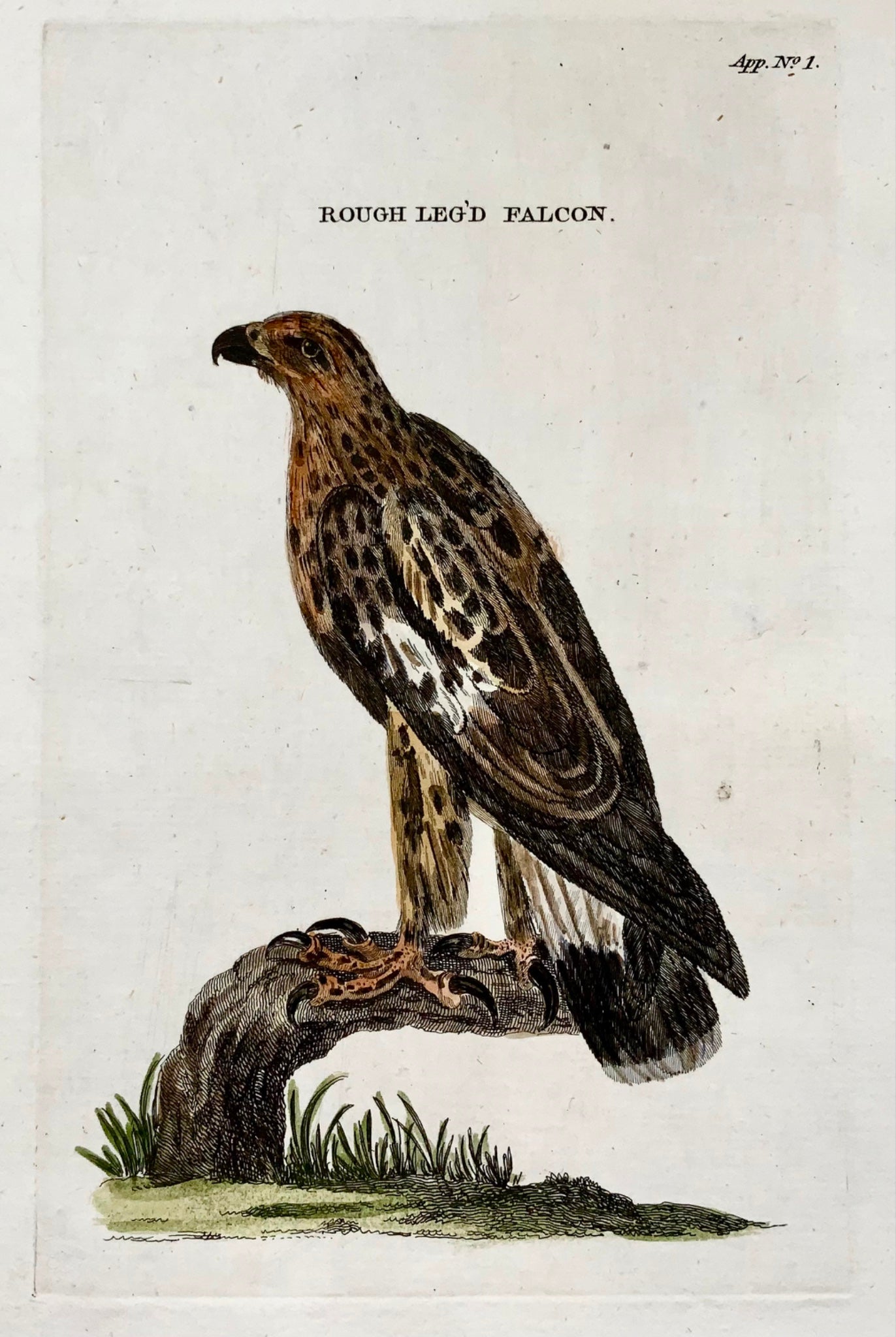 1777 Faucon, Th. Fanion, Quarto, coloré à la main, ornithologie