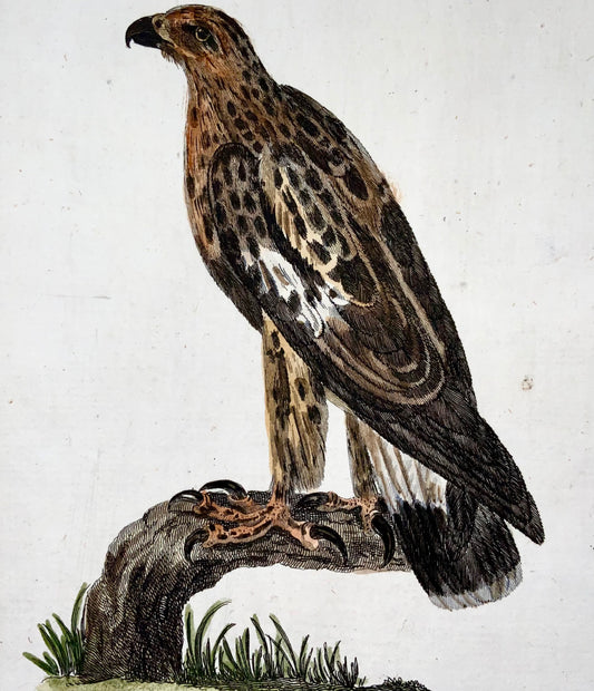 1777 Faucon, Th. Fanion, Quarto, coloré à la main, ornithologie