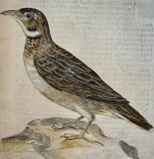 1622 Calandra Lark, Ornithology, Ant. Tempesta; F. Villamena, Master Engraving