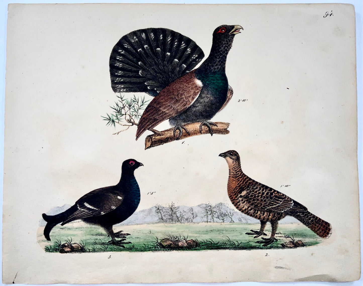 1819 Tétras, ornithologie, Strack, lithographie à la craie, couleur à la main