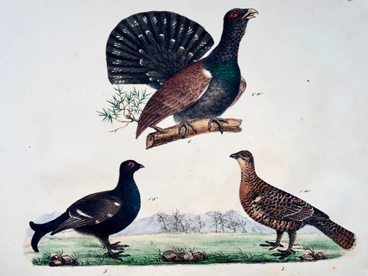 1819 Grouse, ornithology, Strack, chalk lithograph, hand color