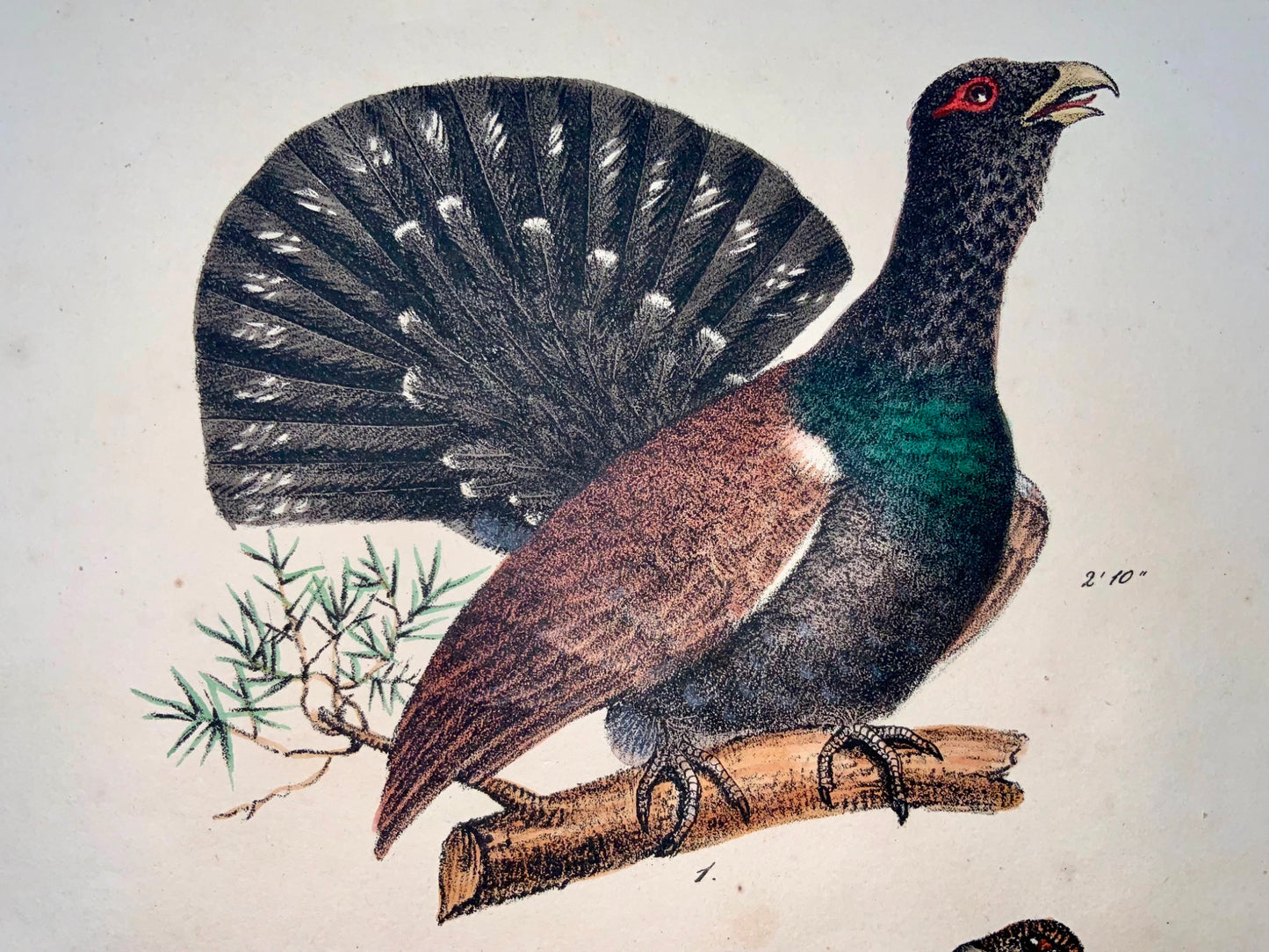 1819 Grouse, ornithology, Strack, chalk lithograph, hand color