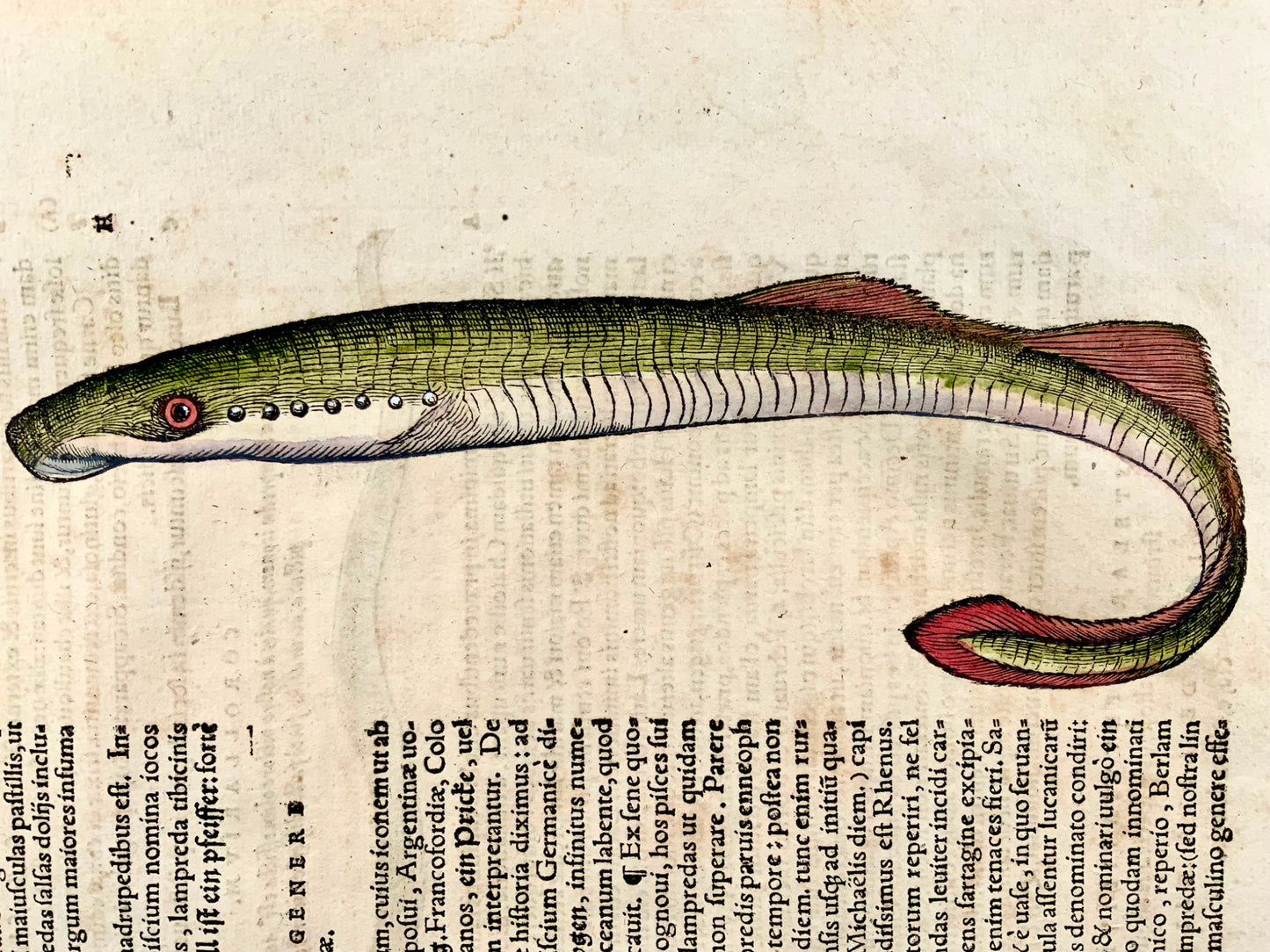 1558 Lamprey Eels, Conrad Gesner, folio, woodcut, hand coloured, First State