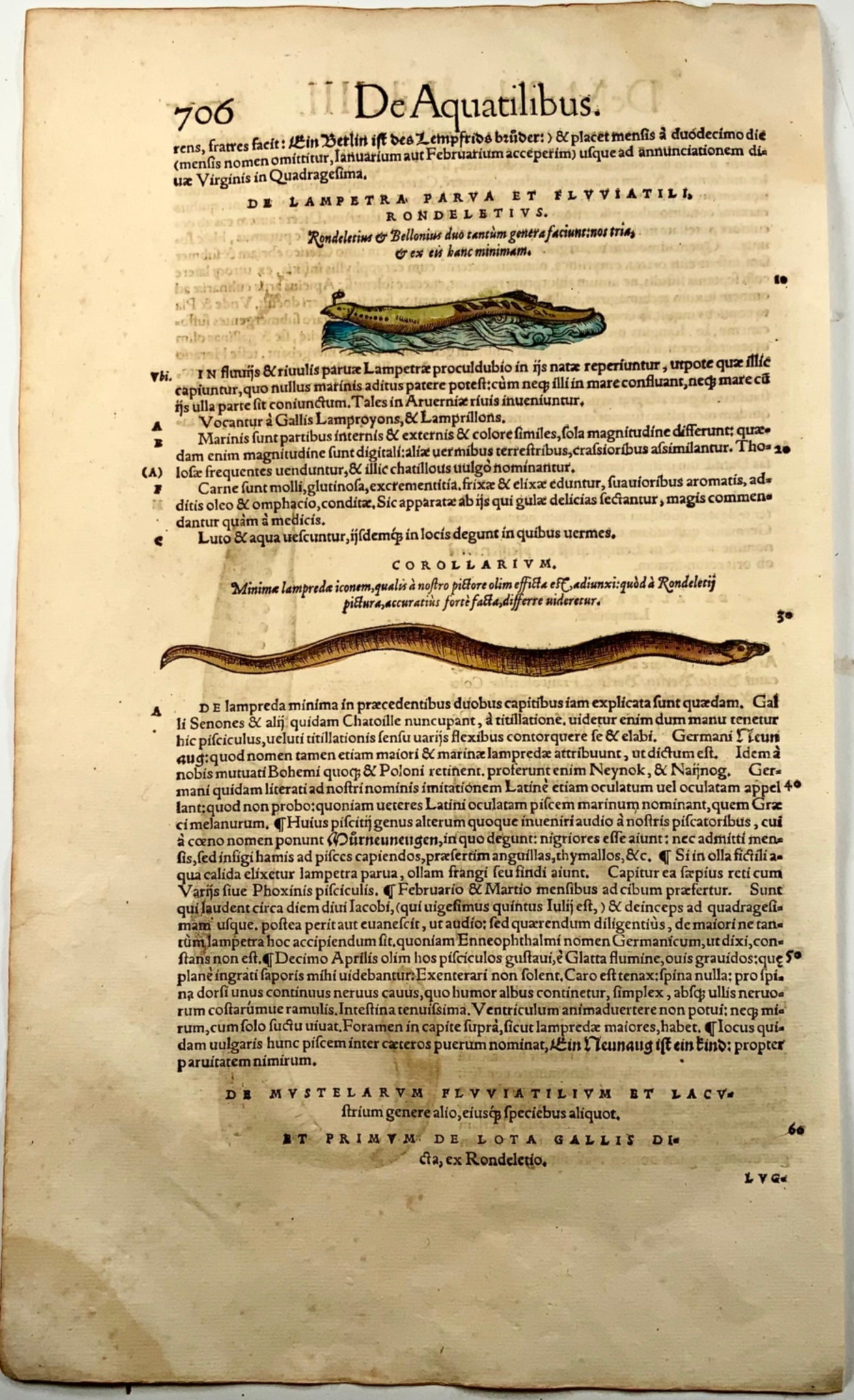 1558 Lampreda Anguille, Conrad Gesner, folio, xilografia, colorate a mano, Primo Stato