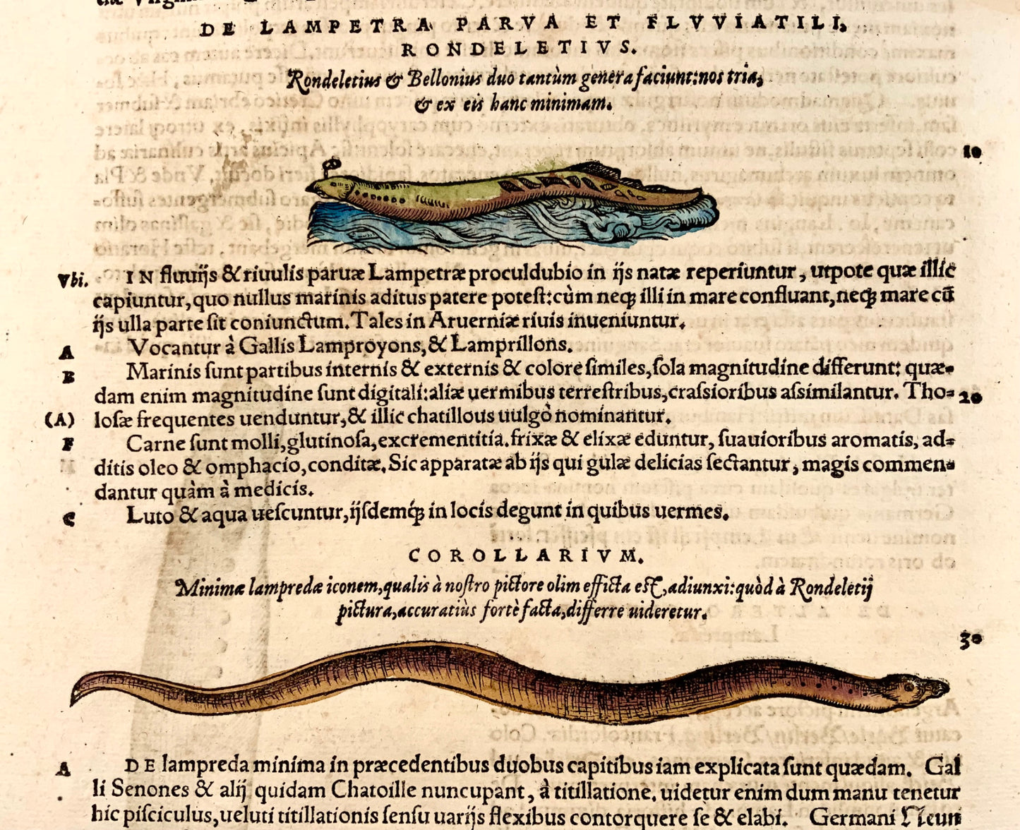 1558 Lampreda Anguille, Conrad Gesner, folio, xilografia, colorate a mano, Primo Stato