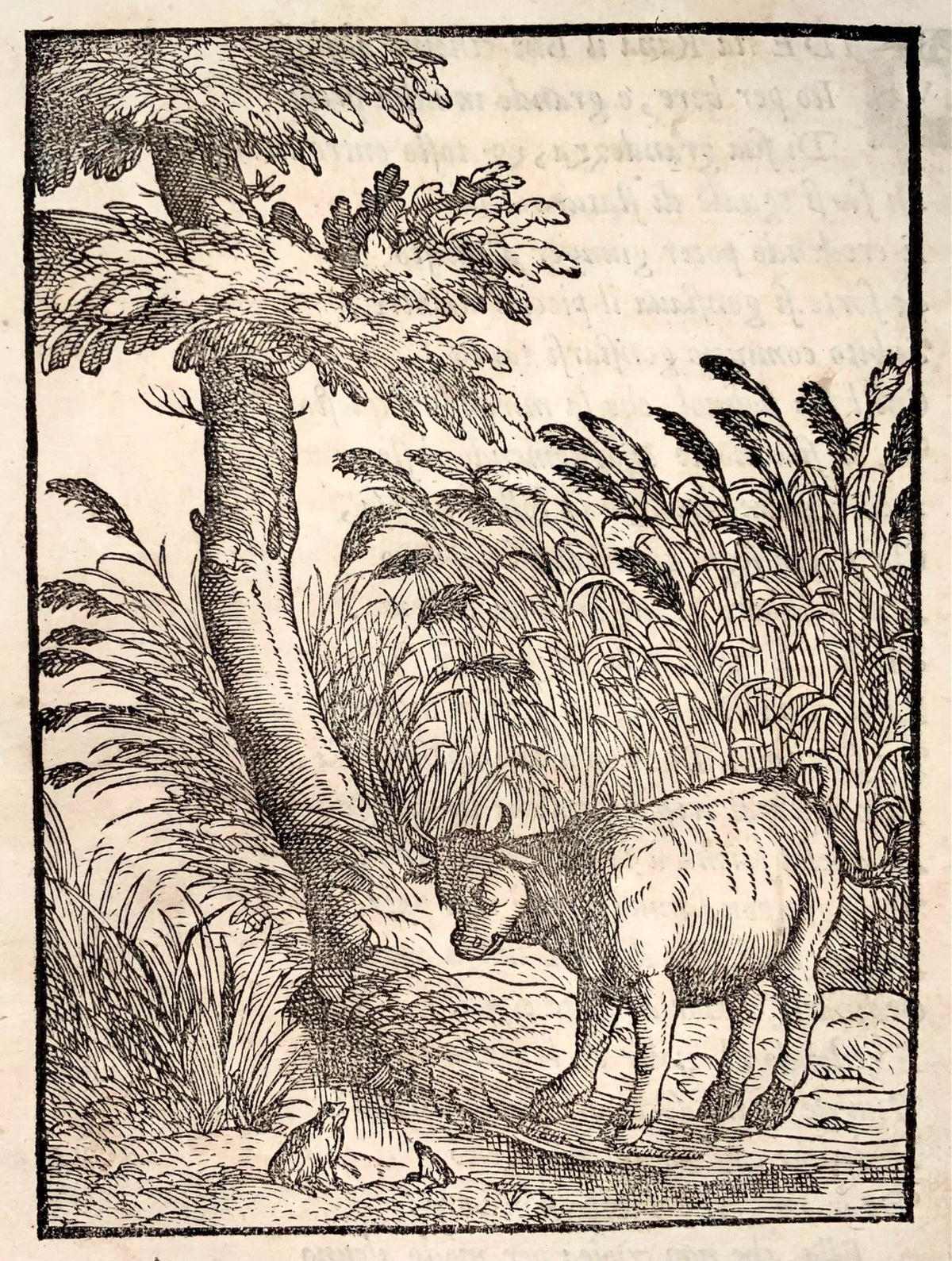 1570 The Toad and the Calf, Verdizotti (b 1525), woodcut, fable, art