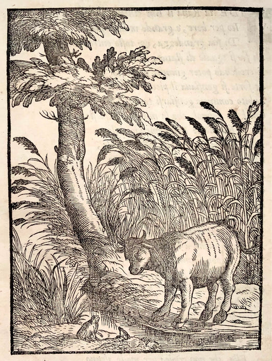 1570 Il rospo e il vitello, Verdizotti (n. 1525), xilografia, favola, arte