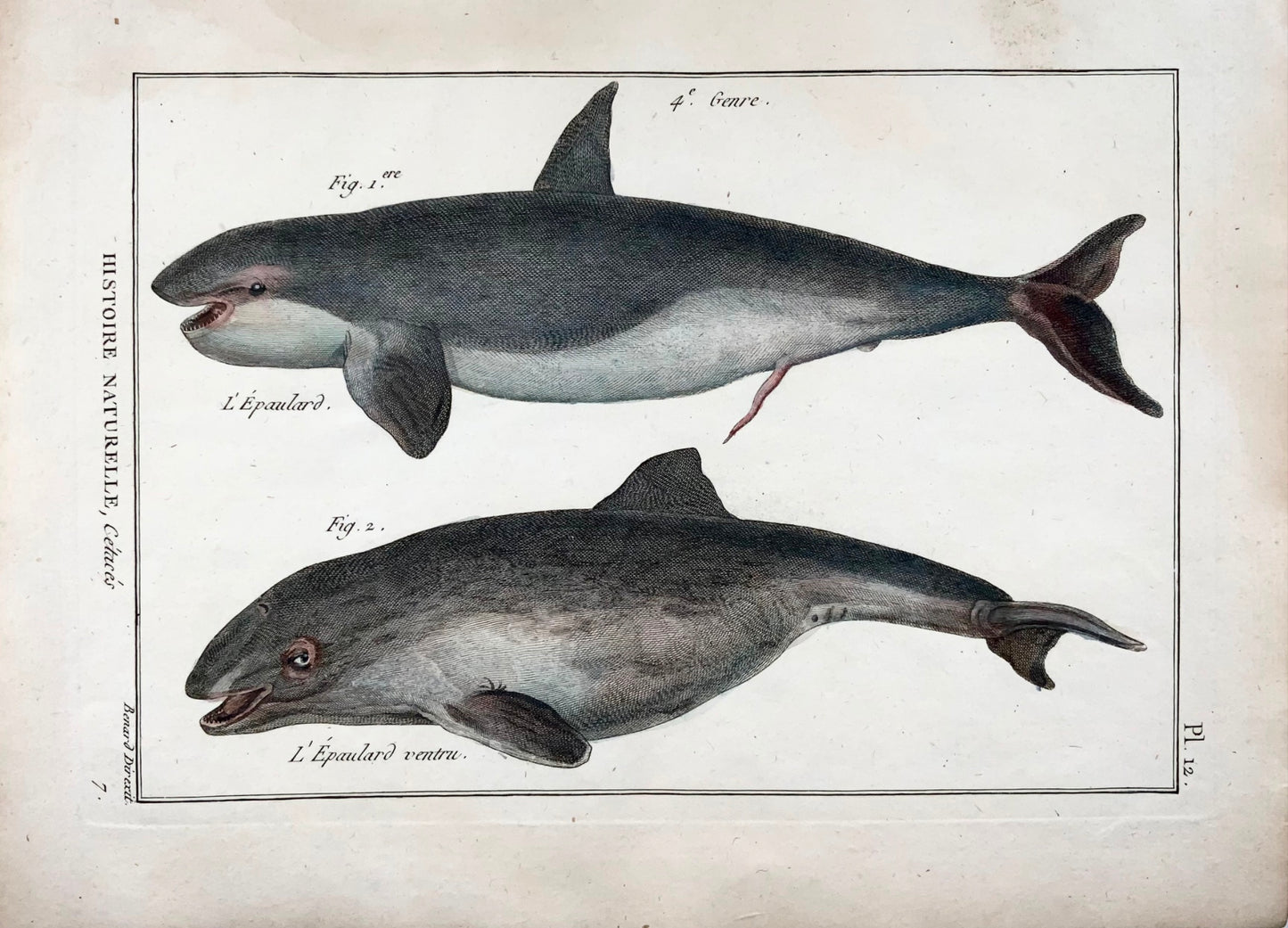 1789 Orca, balene, mammiferi, Benard sc. quarto, colore a mano, incisione, vita marina