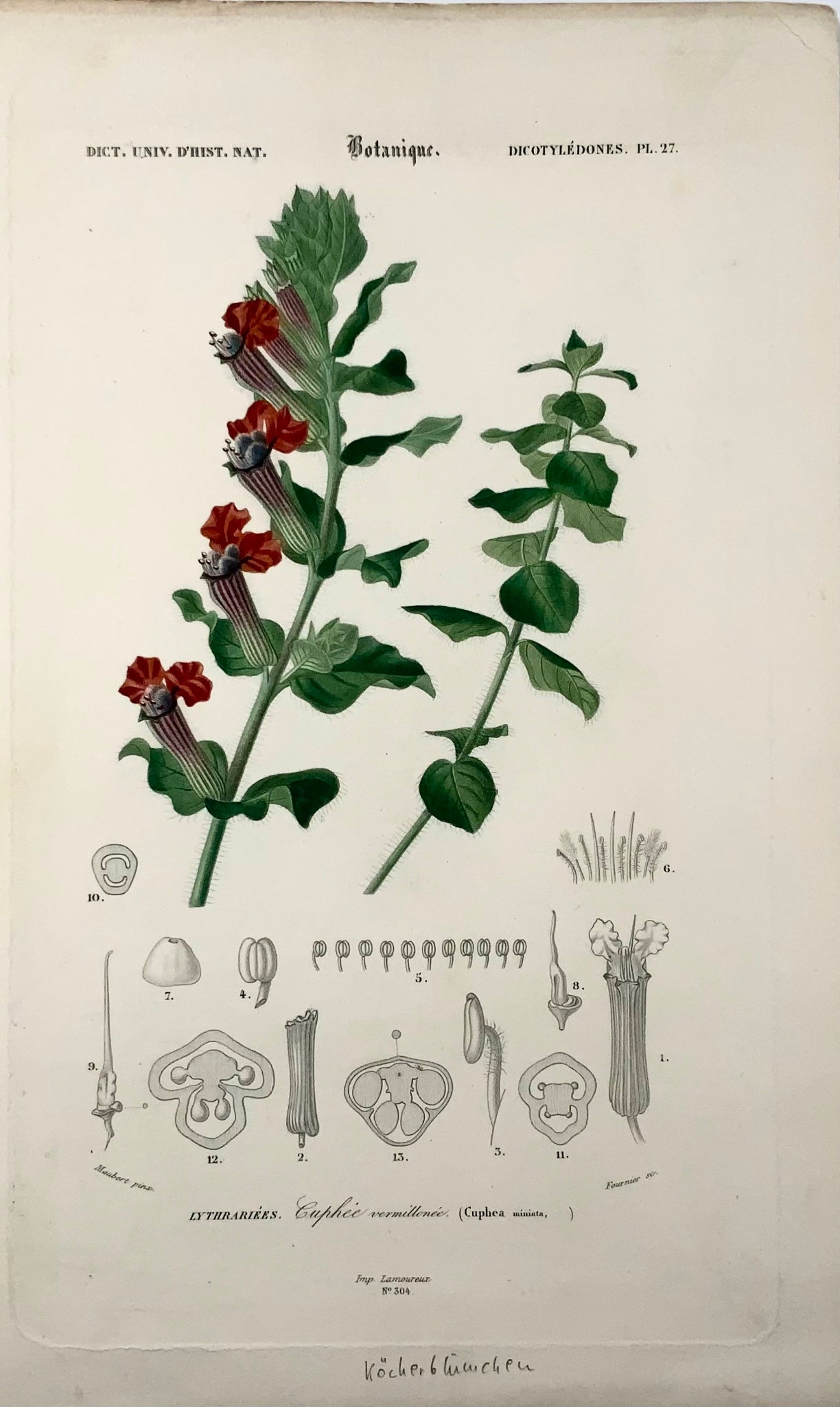 1849 Lythracées, cuphéas, botanique, Éd. Maubert, couleur originale de la main 