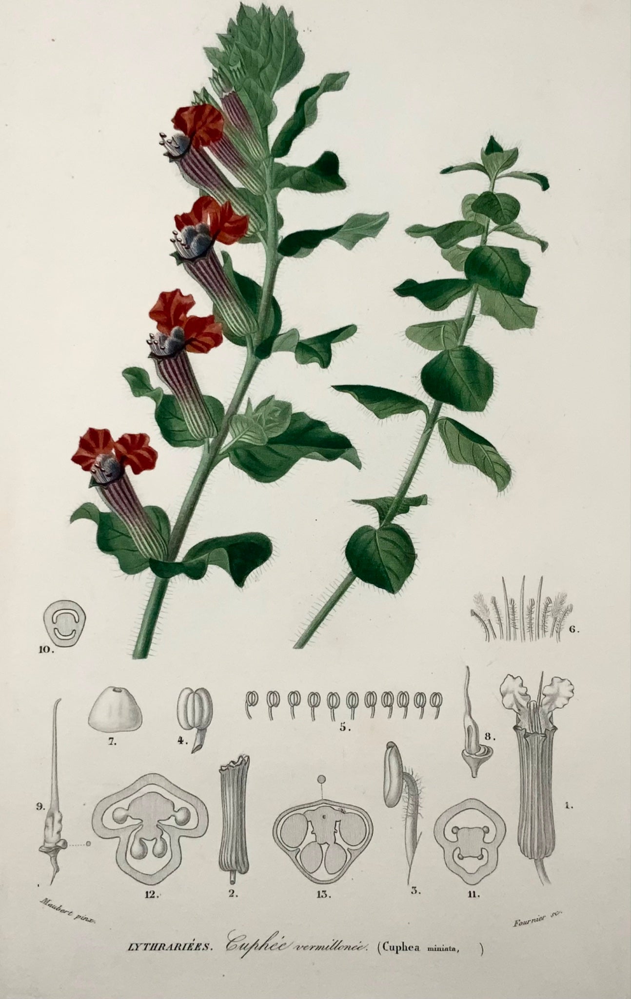 1849 Lythracées, cuphéas, botanique, Éd. Maubert, couleur originale de la main 