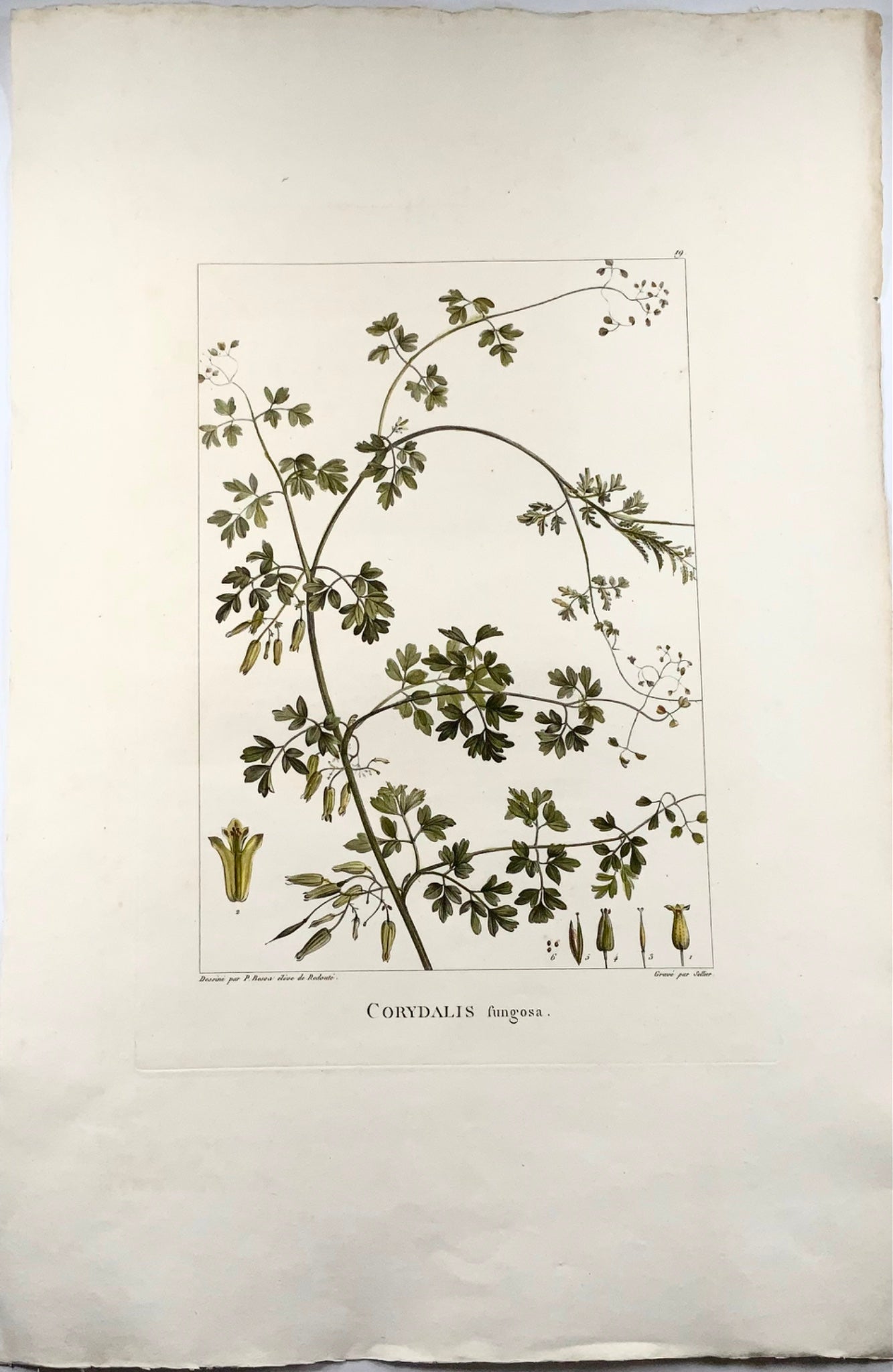 1803 Corydalis, Sellier d'après Bessa et Redoute, 51x34 cm, colorié à la main, botanique