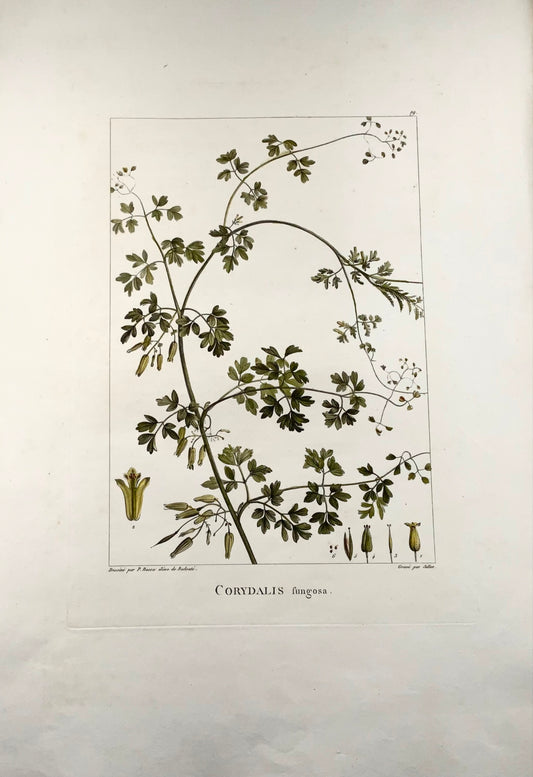 1803 Corydalis, Sellier secondo Bessa e Redoute, 51x34 cm, colorato a mano, botanica