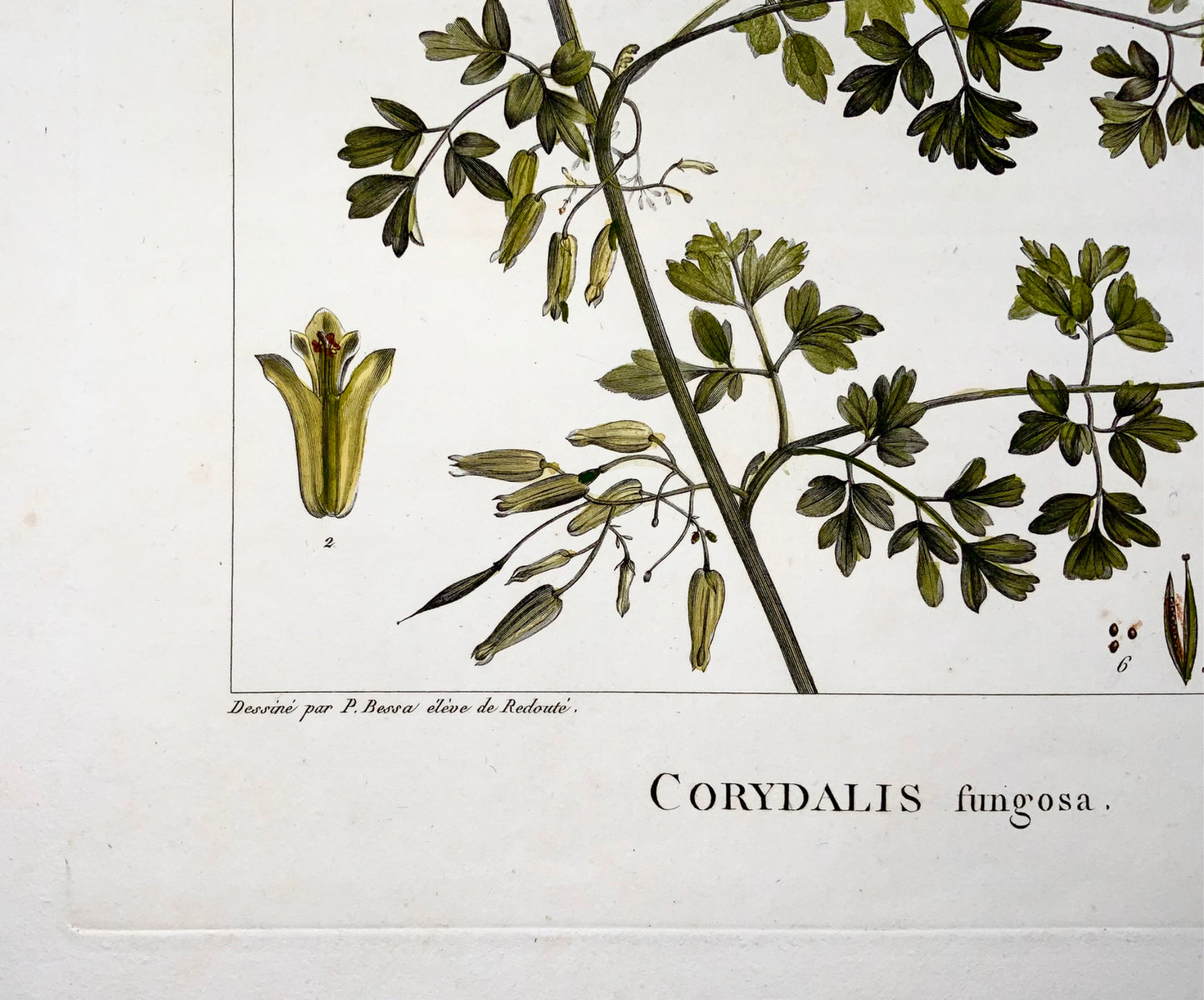 1803 Corydalis, Sellier d'après Bessa et Redoute, 51x34 cm, colorié à la main, botanique