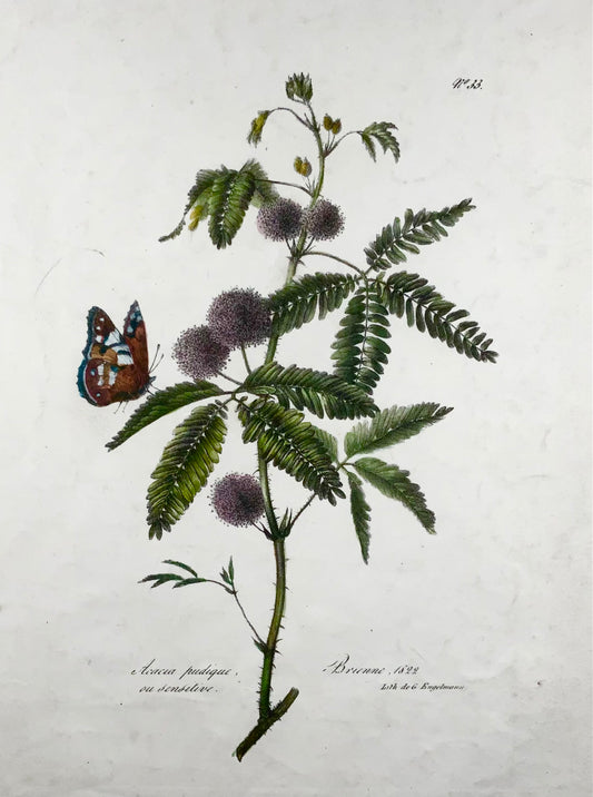 1822 Acacia, Farfalla, foglio grande, Engelmann, litografia, botanica, colore a mano