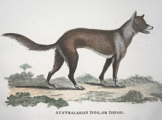 1800 Australian Dingo, mammal, Heath sculp., fine first impression, hand colour
