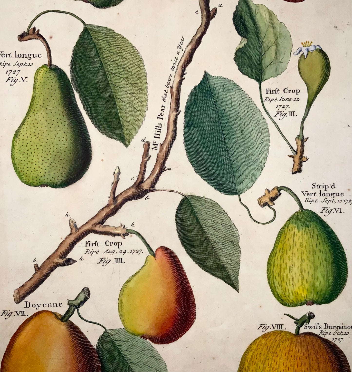 1729 Pomona: pere, botanica, Batty Langley (nato nel 1696), foglio grande, frutta 