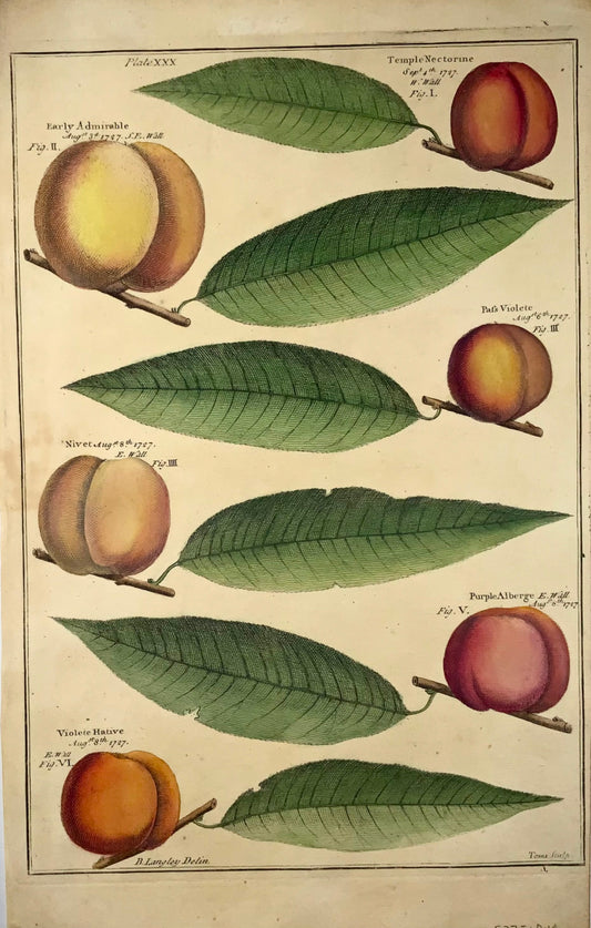 1729 Pomona : abricots, fruits, Batty Langley (né en 1696), grand in-folio, botanique 