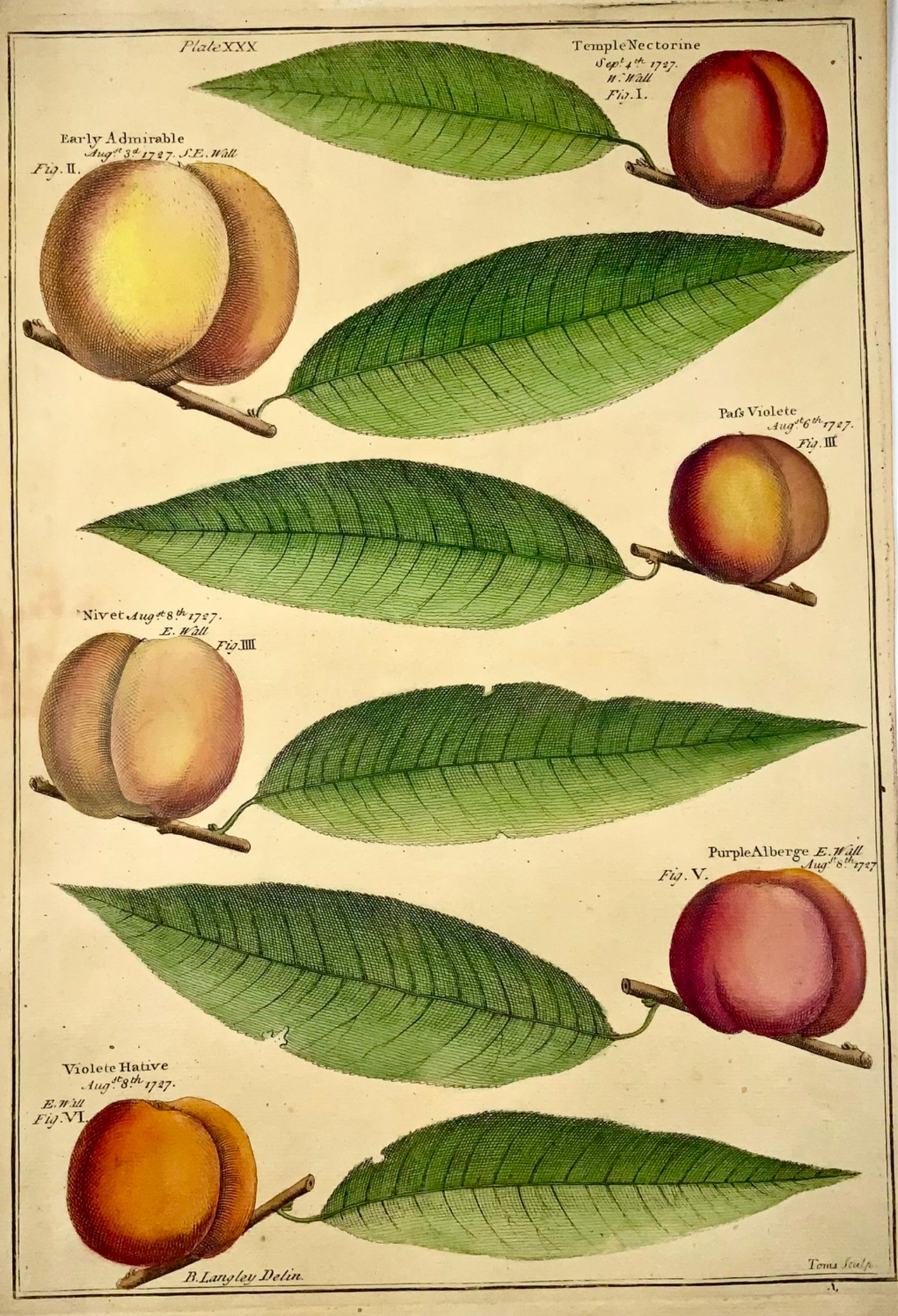 1729 Pomona: albicocche, frutta, Batty Langley (nato nel 1696), foglio grande, botanica 